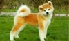 akita_052017.jpg